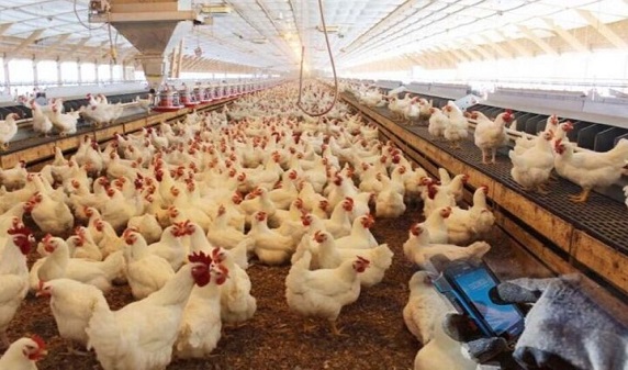 ۲۰ درصد مرغ تخم‌گذار کشور در آذربایجان‌شرقی است