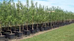 شهردار تبریز گفت: بر اساس نظر کارشناسان این کلانشهر به ۶ میلیون اصله درخت برای کاهش میزان آلودگی آلاینده‌های هوا نیاز دارد.