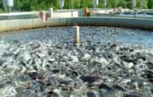 استفاده از آب مغناطیسی برای اولین بار در مزارع پرورش ماهی