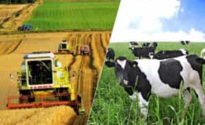 واکاوی دلیل نوسان قیمت محصولات کشاورزی و دامی؛