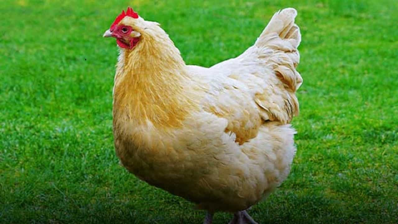 توقیف محموله مرغ زنده فاقد مجوز در مراغه