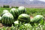 ضرورت ممنوعیت کاشت هندوانه و محصولات آب‌بر