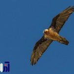 «هما» پرنده اساطیری آذربایجان