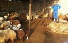 شیوع بیماری تب کنگو در آذربایجان شرقی