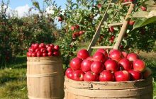 سیب آذربایجان شرقی در سبد آسیایی و اروپایی ها