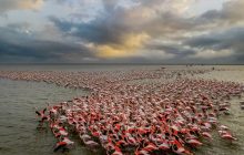 بارش باران بهاری و حیاتی دوباره در کالبد جزایر دریاچه ارومیه