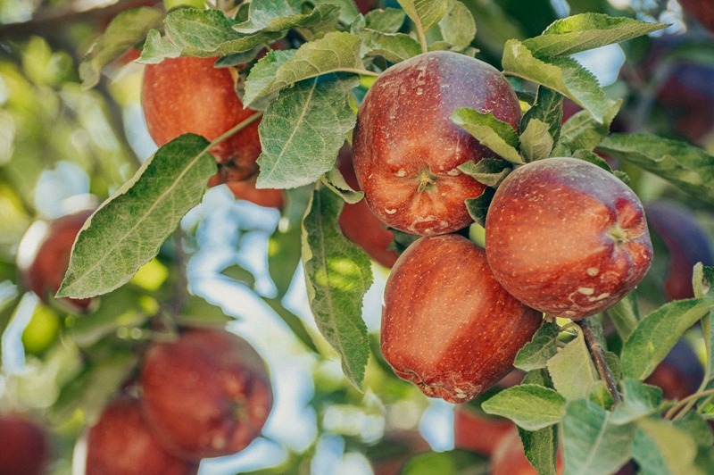 سه هزار تن سیب در سردخانه‌های استان باقی مانده