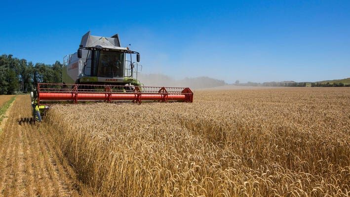 پیش‌بینی تولید ۵.۵ تا ۶ میلیون تن گندم از دیم‌زارهای کشور
