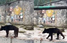 بدبخت‌ترین خرس جهان! + ویدیو