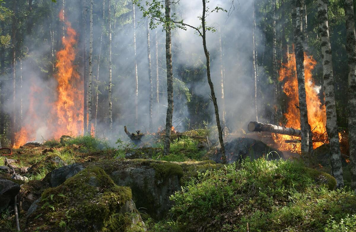 آذربایجان شرقی و غربی از رکوردداران آتش‌سوزی در جنگل‌ها