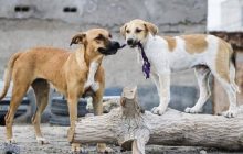غذارسانی، عامل اصلی تجمع و افزایش تعداد سگهای بلاصاحب / زنده گیری ۱۵۳۴ قلاده سگ در طول سه ماه اول سال