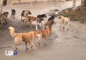 سگ های ولگرد معضلی برای جامعه شهر نشینی