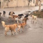 حمله سگ‌های ولگرد به پسربچه ۸ ساله در شهر سهند!+ عکس