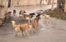 حمله سگ‌های ولگرد به پسربچه ۸ ساله در شهر سهند!+ عکس