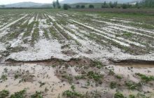 رگبار باران و سیل به ۲۰۰ هکتار از مزارع و باغ‌ های خوی خسارت زد