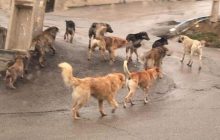 جنجال سگ‌های ولگرد در ترکیه