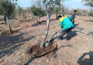 تغذیه درختان با روشهای مختلف علمی در سطح‌شهر در حال انجام است