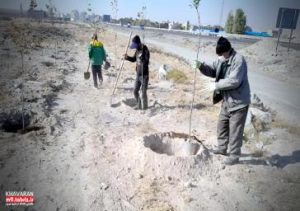 اتمام عملیات پروژه توسعه 4 هکتاری انبوهکاری فضای سبز در ضلع جنوبی آزاد راه پیامبر اعظم(ص)