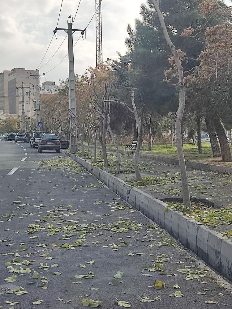 انتقاد از هرس زودهنگام درختان در تبریز