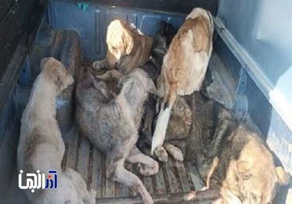 جمع آوری و زنده‌گیری سگ‌های بلاصاحب از معابر شهرداری منطقه 8