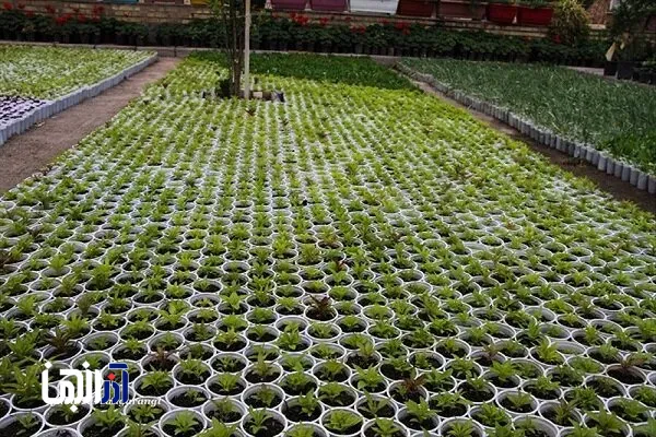 تولید گونه‌های گیاهی برای کاشت سالانه در فضای سبز شهری تبریز