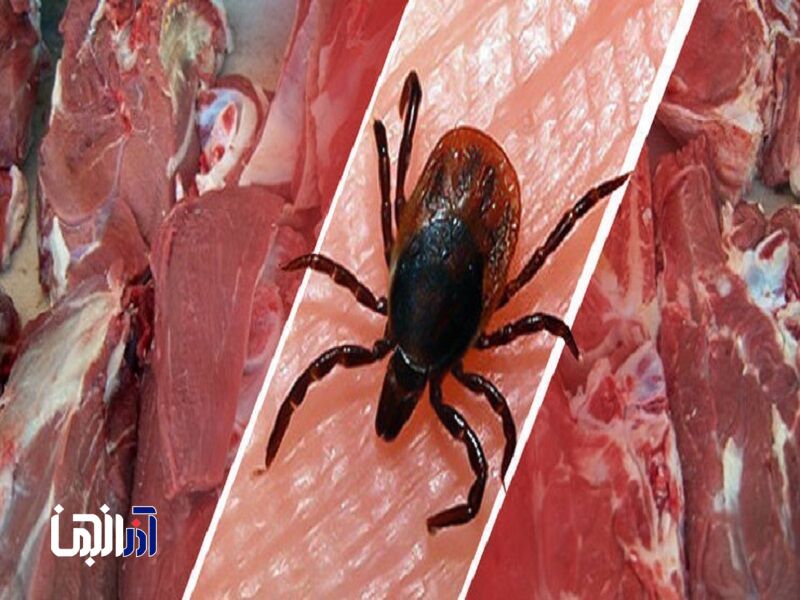 سه فرد مبتلا به تب کریمه کنگو در استان اردبیل شناسایی شد