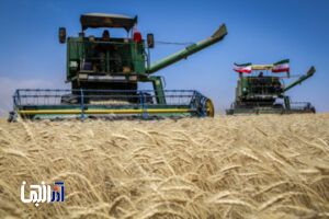حمل و خروج گندم بدون مجوز از استان اردبیل ممنوع است