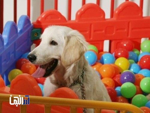 مهد سگ در تبریز پلمب شد