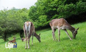 رهاسازی مارال های قره داغ پس از ۳۰ سال مراقبت