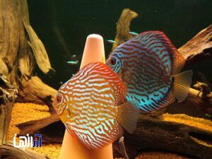 تولید و پرورش 18 میلیون قطعه ماهیان زینتی در آذربایجان شرقی