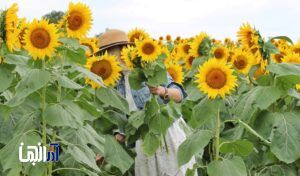 معرفی۱۹مزرعه آفتابگردان اطراف تبریز+ جزئیات/ لوکشینی ناب برای عکاسی