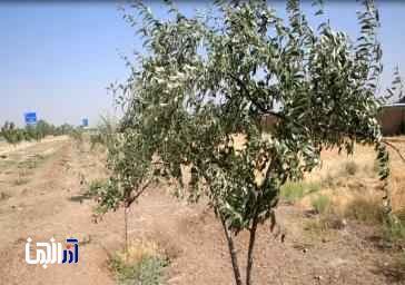 تحول سبز در اتوبان غرب تبریز :کاشت 4هزار نهال ، نماد توسعه پایدار