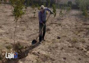 احداث سومین باغ میوه در حوزه جنوب غرب تبریز