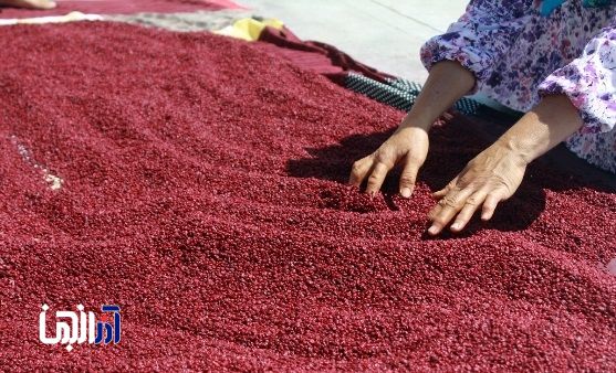 برگزاری جشنواره سماق در آذربایجان شرقی