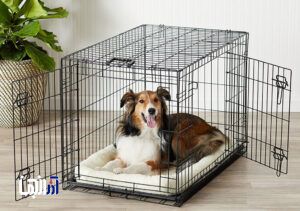 علاقه به حیوانات یا نقض حقوق همسایگان؟+ فیلم