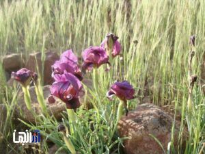 زنبق بنفش سُرخاب؛ نمادی برای تبریز