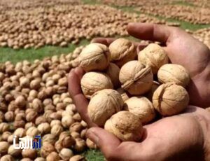 عجب‌ شیر و مراغه، قطب تولید گردو در آذربایجان‌ شرقی