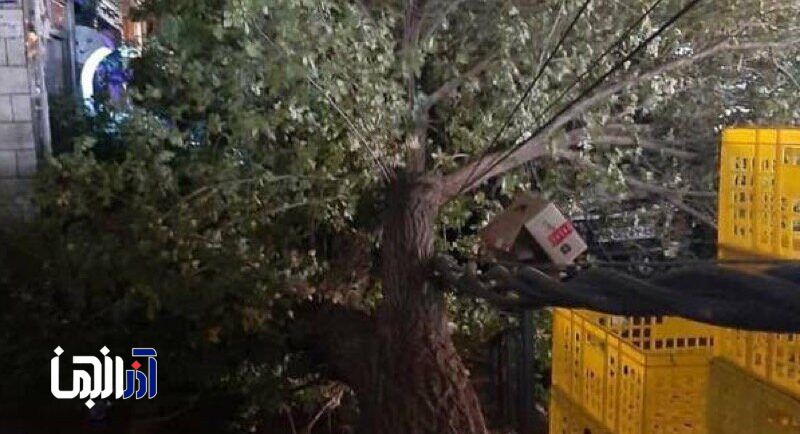تیر برق بسته شده به درخت در ولیعصر!
