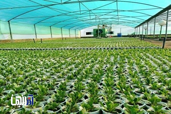 تولید ۶۰ هزار نشاء و آماده‌سازی گونه‌های متنوع گیاهی در راستای اجرای طرح استقبال از بهار