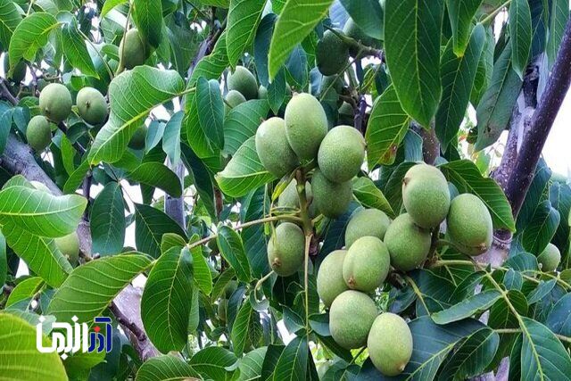 اصول علمی هرس گردو برای افزایش عملکرد/ تأکید بر انجام این عملیات در اواخر زمستان