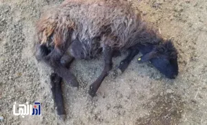 تلف شدن چندین راس گوسفند در روستای دهدولان در اثر جاری شدن سیل