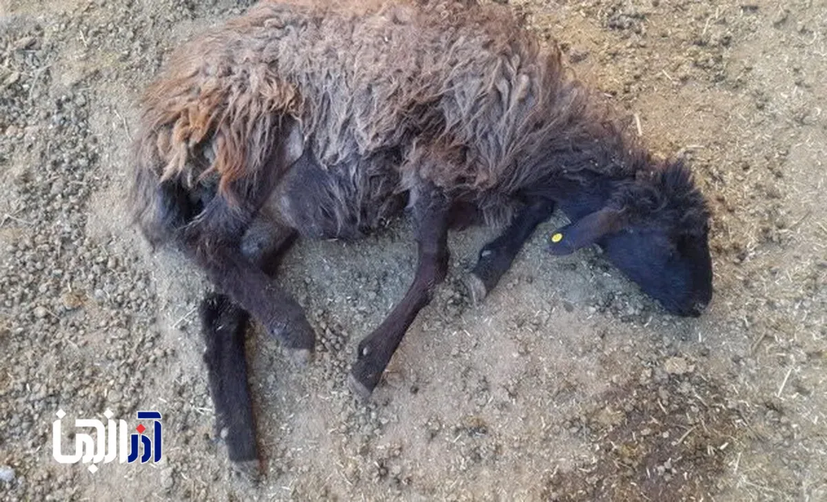 تلف شدن چندین راس گوسفند در روستای دهدولان در اثر جاری شدن سیل