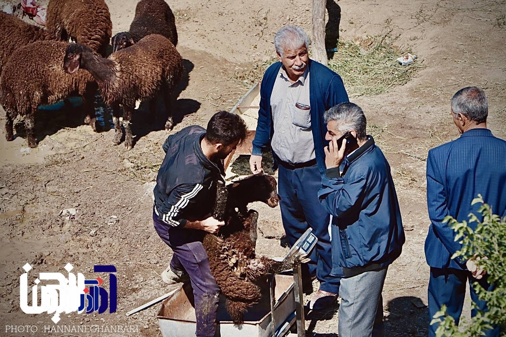 بسته عکس آذرانجمن از حال و هوای عید قربان در تبریز