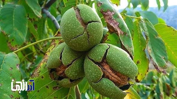 هرس اصولی گردو موجب افزایش کیفیت محصول و کاهش خسارت آفات می‌شود
