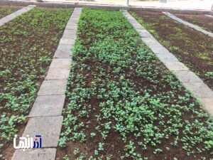 خیز بلند سازمان عینالی برای تولید ۳۰ هزار بوته گل‌های پاییزی