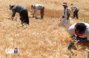 نوری: ۳۰ همت به حساب گندمکاران واریز شد