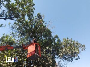 اجرای عملیات هرس شاخه‌های خشک درختان غرب و شمالغرب تبریز