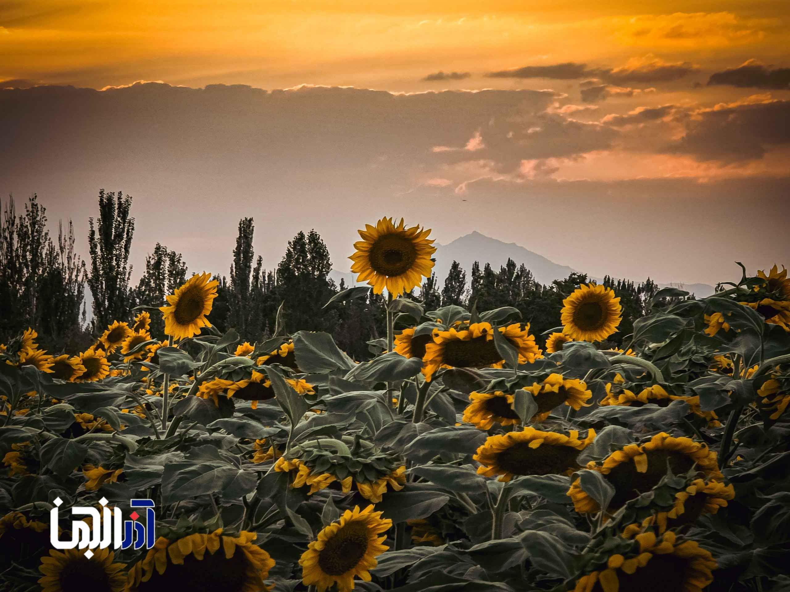 مزارع گونه باخان در مرند